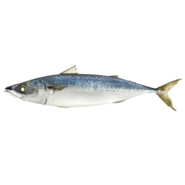Spotted Mackerel/Scomber Australasicu