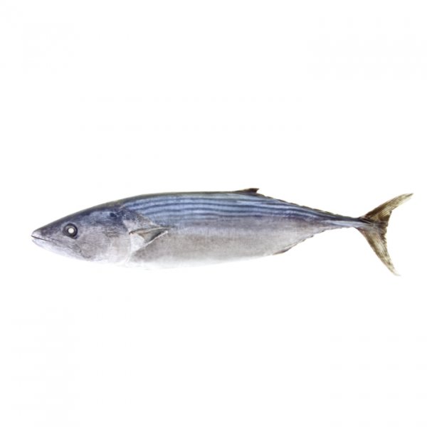 Striped Bonito/Sarda Orientalis